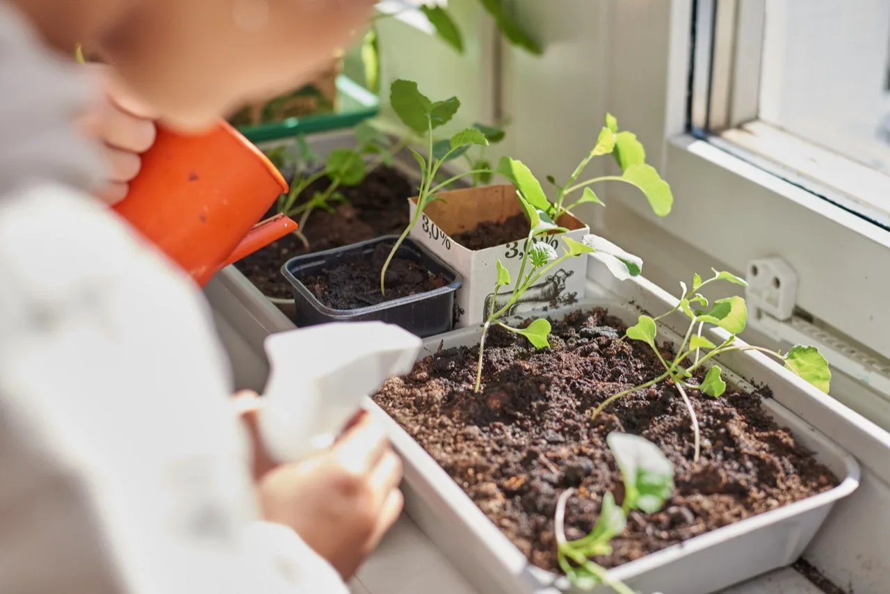 Barn vattnar små plantor i ett soligt fönster på Kompassen.